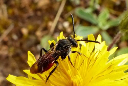 Réf. 244 045 : Nomada (fabriciana-femoralis)